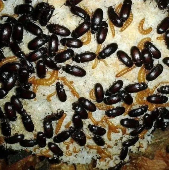 Besouro do Amendoim (Pelembus Dermestoides) Besouro do Amendoim (Pelembus Dermestoides)