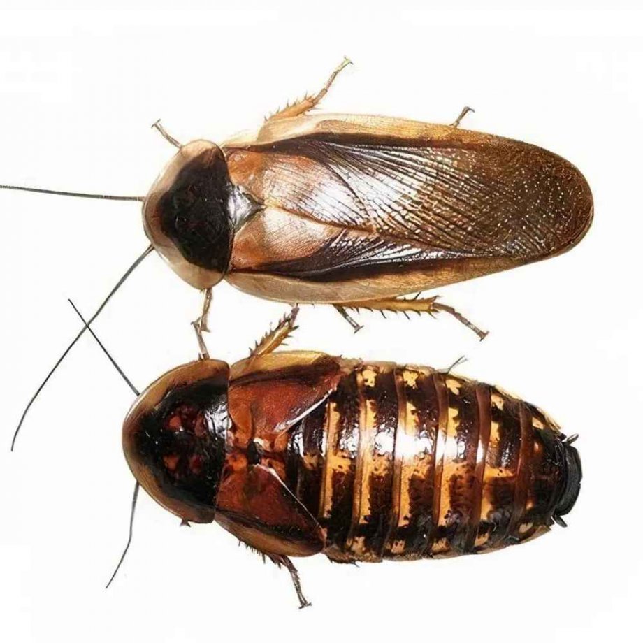Barata da Argentina (Blaptica Dubia) Barata da Argentina (Blaptica Dubia)