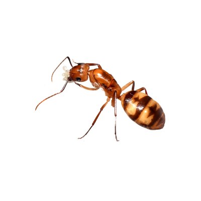 Camponotus Vittatus