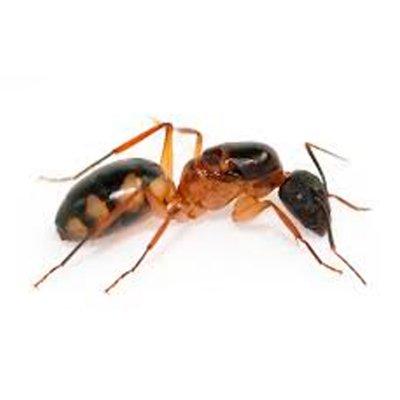 Camponotus Substitutus