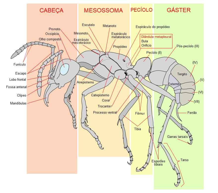 Anatomia da Formiga: A Engenharia por Trás do Sucesso!