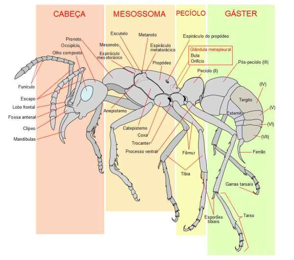 Anatomia da Formiga: A Engenharia por Trás do Sucesso!