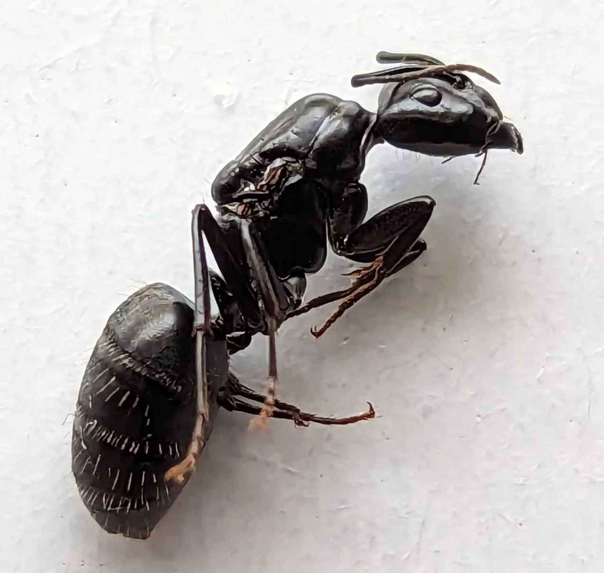 Morte da Rainha: Crise e Resiliência no Formigueiro!