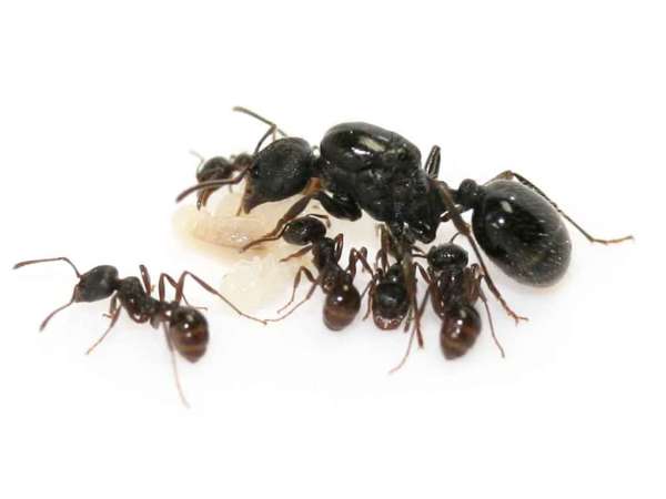 Colônia de formigas