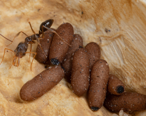 Casulos de Odontomachus