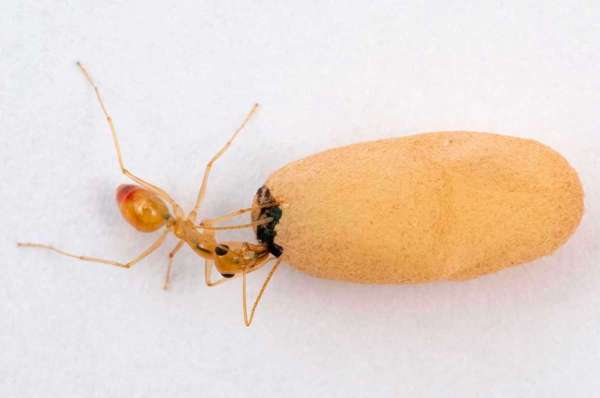 Casulos de formigas Camponotus