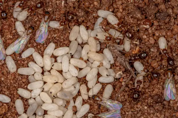 Casulos de formigas