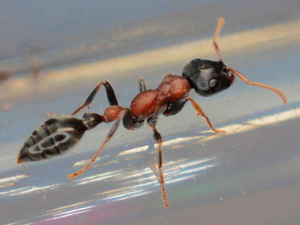 Rainha semi-claustral