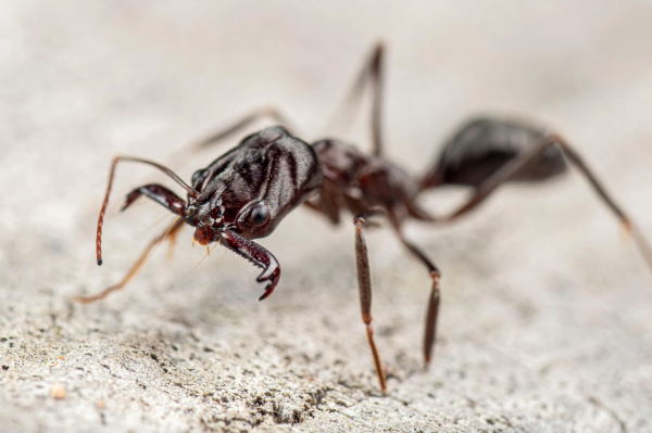 Rainha semi-claustral